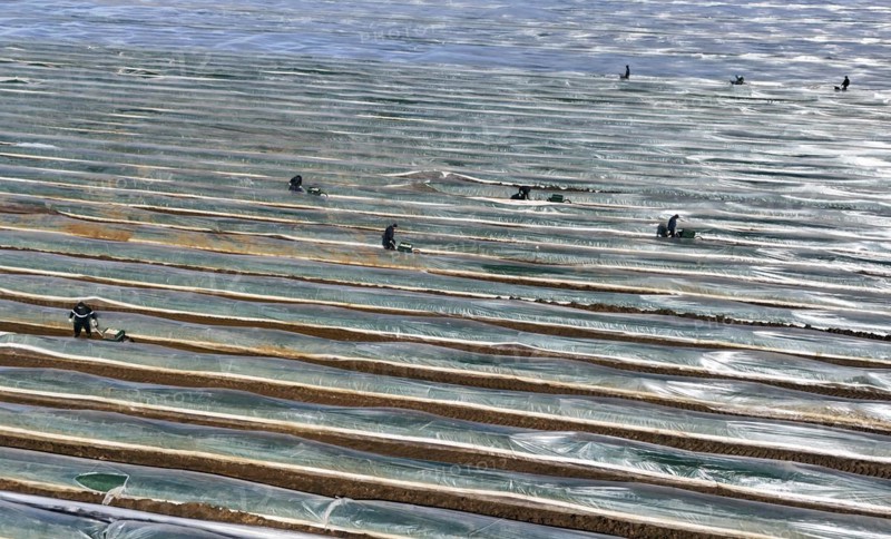 The first asparagus is harvested from a foil-covered asparagus field, Beelitz, 26/03/2024