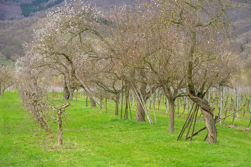 Old twisted apricot trees, Rührsdorf, Lower Austria, Austria, Europe