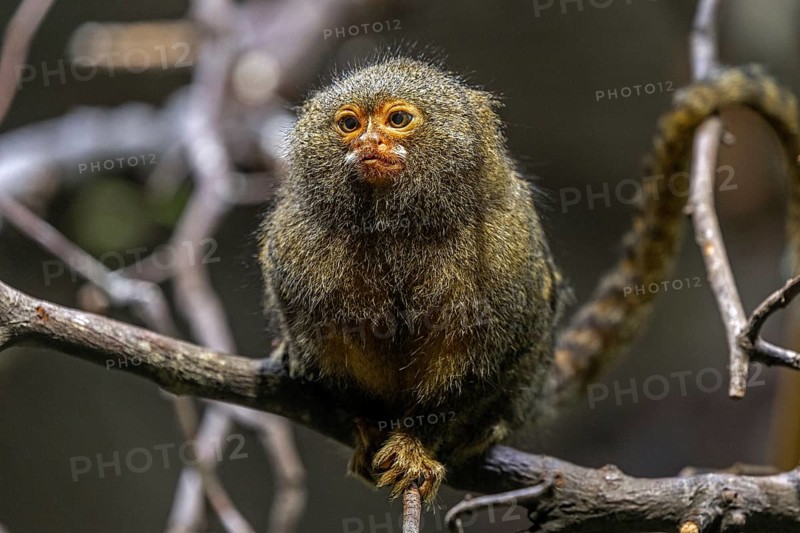 Pygmy marmoset (Cebuella) sitting on a branch, captive, Baden-Württemberg, Germany, Europe