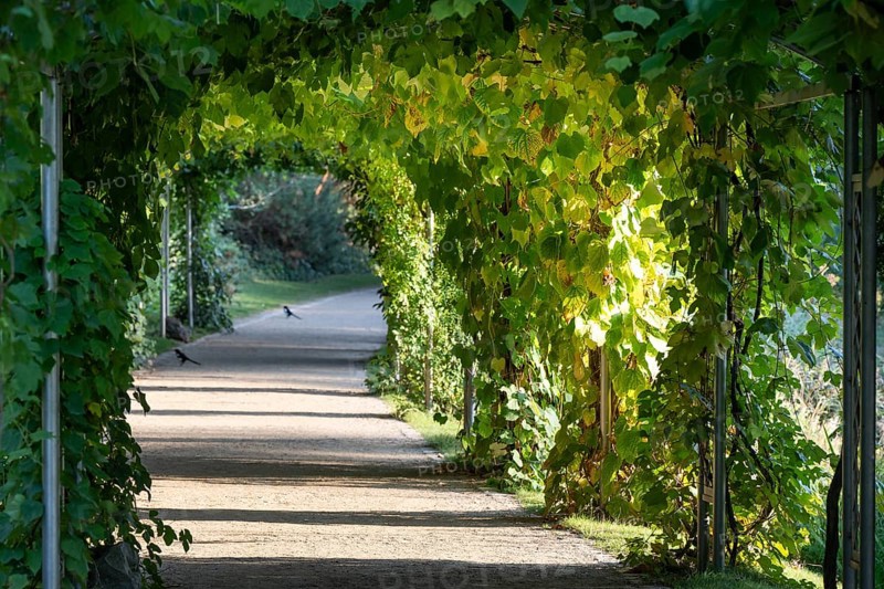 Leafy pergola with sunlight and shade, Botanic Garden or Botanisk Have, University of Copenhagen, Denmark, Europe