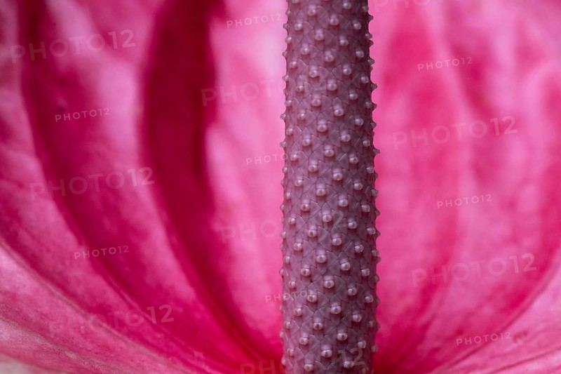 Pink flamingo flower (Anthurium andreanum), detailed view, Princess of Wales Conservatory, Royal Botanic Gardens (Kew Gardens), UNESCO World Heritage Site, Kew, Greater London, England, United Kingdom, Europe