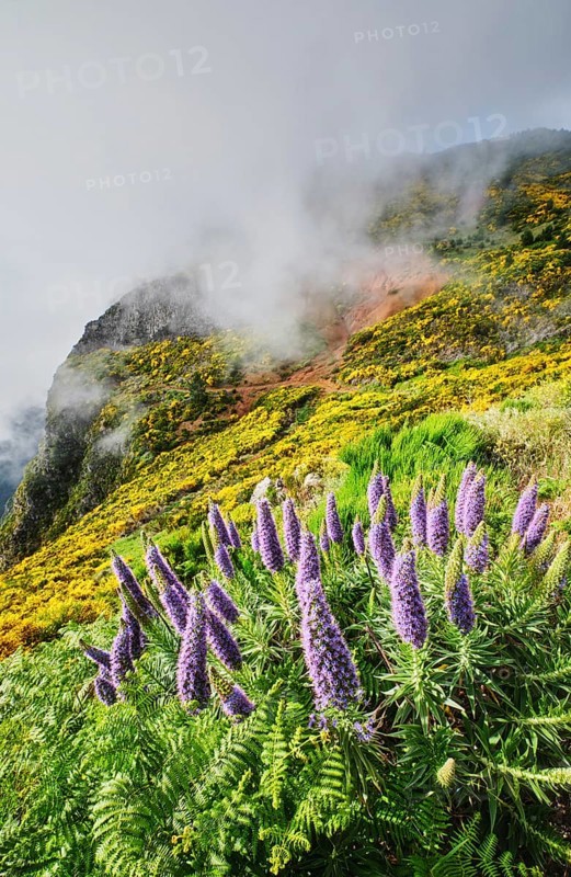 Madeira landscape with Pride of Madeira flowers and blooming Cytisus shrubs and mountains in clouds. Miradouros do Paredao, Madeira island, Portugal, Europe