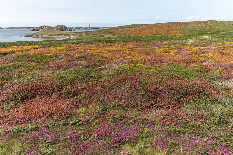 A carpet of pink and red flowers grows on the cliffs of the Iroise sea coast. Ouessant, Finistere, Brittany, France, Europe