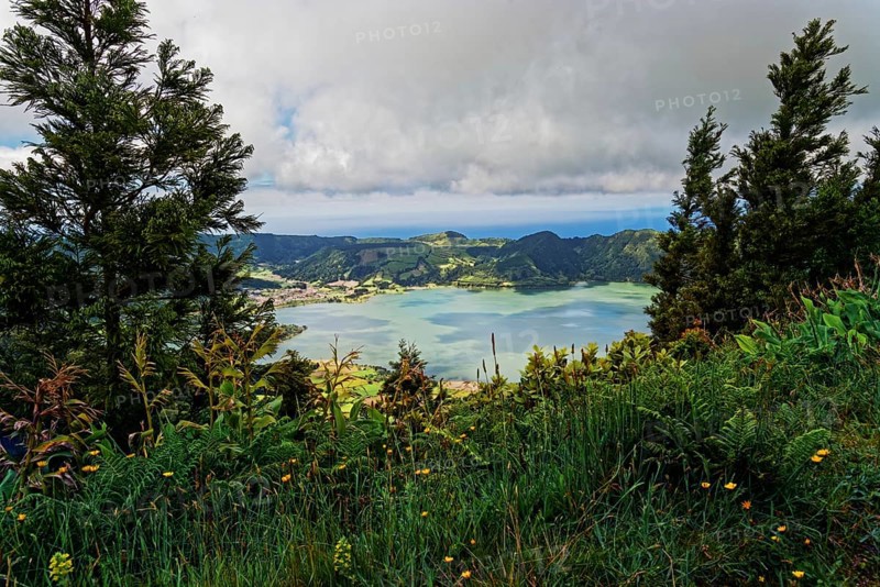 Fascinating view of the crater lake Lagoa Azul with wild flowers in the foreground, Lagoa Azul, circular hiking trail, Caldeira das Sete Cidades, Sete Cidades, Sao Miguel Island, Azores, Portugal, Europe