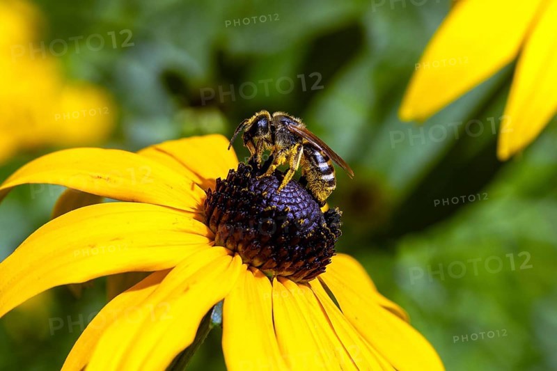Honey bee (Apis mellifera) collecting nectar on a coneflower (Rudbeckia hirta), Baden-Württemberg, Germany, Europe