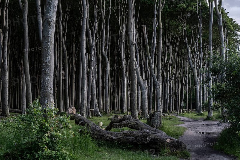 Beech forest (Fagus sylvatica), Ghost Forest Nienhagen, Mecklenburg-Western Pomerania, Germany, Europe