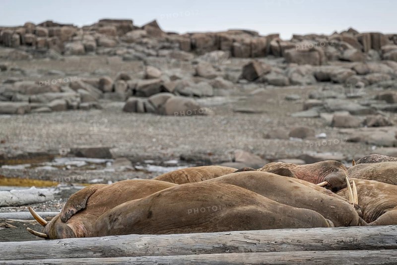 Resting walrus (Odobenus rosmarus), walrus, Kiepertøya, Svalbard and Jan Mayen archipelago, Norway, Europe
