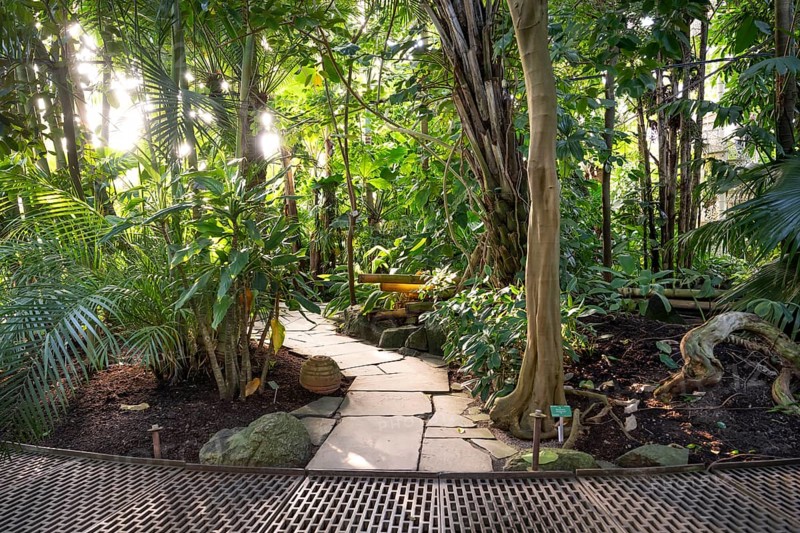 A path of stone slabs winds its way through dense tropical plants in backlighting, historic greenhouse, Palm House, Botanical Garden or Botanisk Have, University of Copenhagen, Denmark, Europe