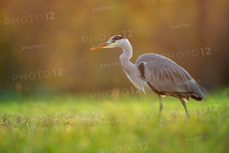 Grey heron (Ardea cinerea), animal portrait, evening light, Rosensteinpark, Stuttgart, Baden-Württemberg, Germany, Europe