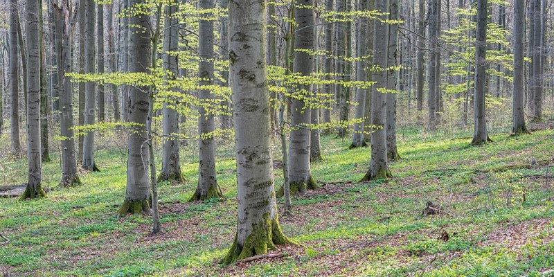 Beech forest in early spring, first tender green leaves, Hainich National Park, Bad Langensalza, Thuringia, Germany, Europe