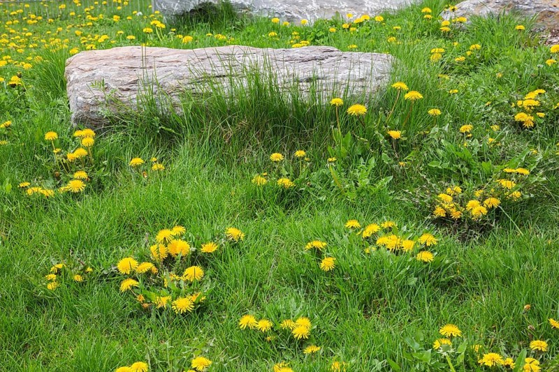 Decorative rock in green grass lawn overgrown with yellow Taraxacum officinale, Dandelion flowers in spring, Quebec, Canada, North America