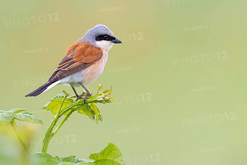 Red-backed shrike, red-backed shrike, thorn-backed shrike, family of shrikes, (Lanius collurio), male, Hockenheim, Baden-Württemberg, Germany, Europe