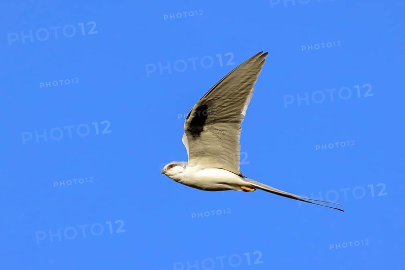 Swallow-tailed Kite, (Chelictinia riocourii), also Scissor-tailed Kite, African Swallow-tailed Kite, Fork-tailed Kite, bird of prey, family Accipitridae, flight photo, blue sky, Kousmar, Ndiaffate, Senegal, Africa