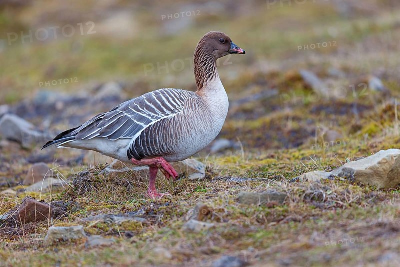Pink-footed goose (Anser brachyrhynchus), Longyearbyen, Svalbard / Spitsbergen, Norway, Europe