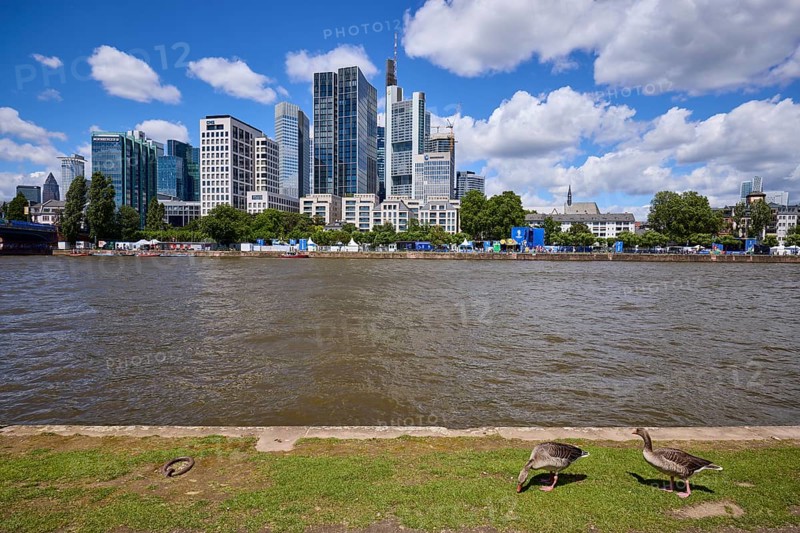 Skyline with river bank, grey geese (Anser anser), Main river and skyscrapers under blue sky with cumulus clouds in Frankfurt am Main, Hesse, Germany, Europe