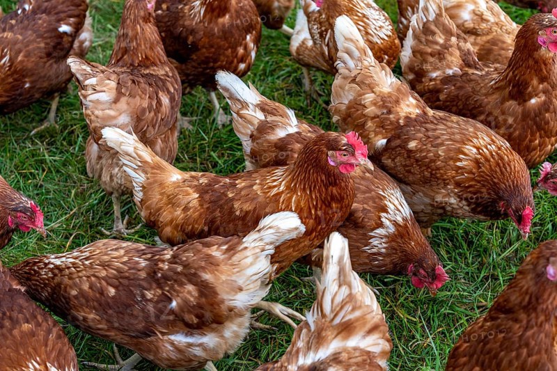 Chickens in a meadow, mobile housing, free-range chickens, free-range eggs, north of Warstein-Allagen, North Rhine-Westphalia, Germany, Europe