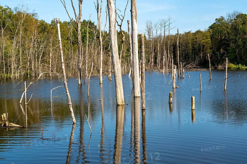The nature reserve Kirchheller Heide, Der Pfingstsee, created by subsidence caused by coal mining, near Bottrop, North Rhine-Westphalia, Germany, Europe