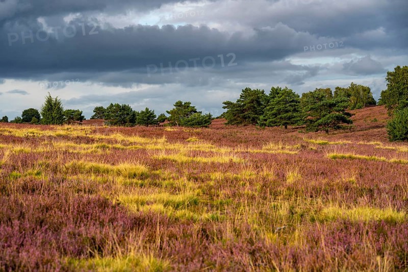 Flowering heath, heather and juniper bushes, near Wilseder Berg, in the Lüneburg Heath nature reserve, Lower Saxony, Germany, Europe