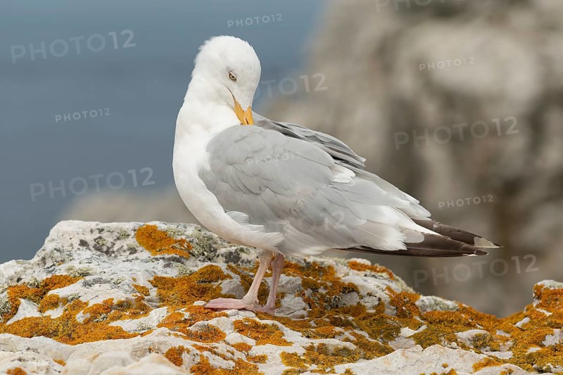 Herringgull (Larus argentatus) sitting on a rock. Camaret, Crozon, Finistere, Brittany, France, Europe