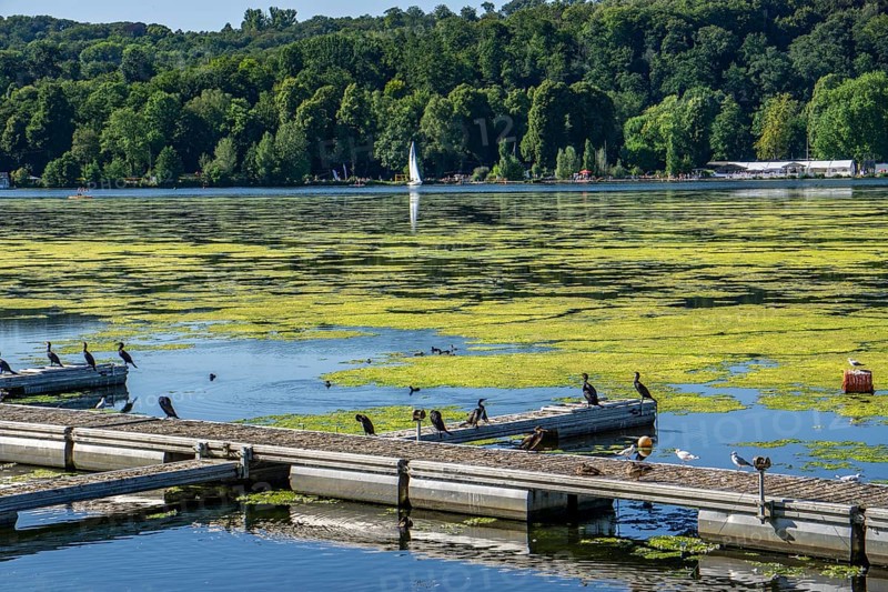 Waterweed, Elodea, an invasive species, green carpet of plants on Lake Baldeney in Essen, the fast-growing aquatic plant proliferates on large parts of the Ruhr reservoir, increased water temperatures accelerate growth, recreational boat traffic is severely impaired, Essen, North Rhine-Westphalia, Germany, Europe