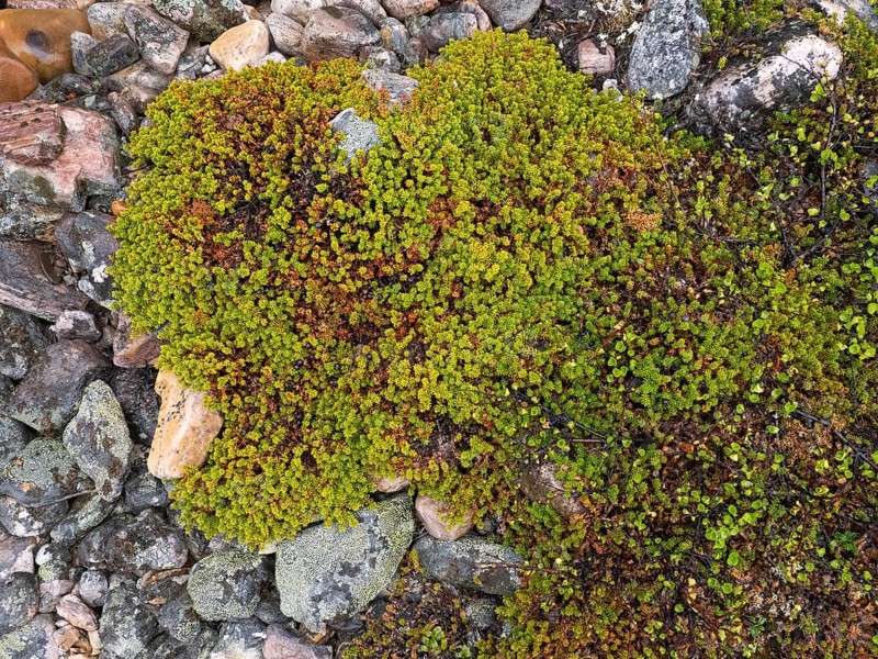 Black Crowberry (Empetrum nigrum), and Dwarf Birch (Betula nana), covering stones, Varanger National Park, Varanger Fjord, May, Norway, Europe