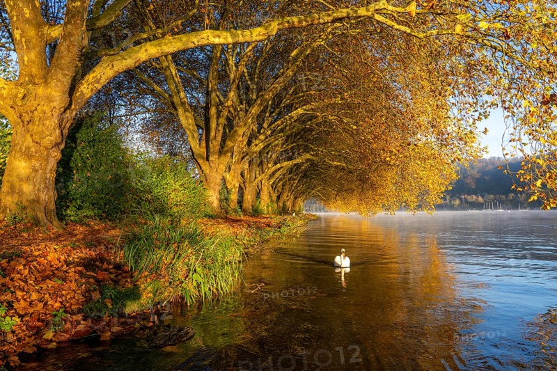Autumnal colours at the Platanen Allee, Hardenberg Ufer, lakeside path at Lake Baldeney, near Haus Scheppen, swans, in Essen, North Rhine-Westphalia, Germany, Europe