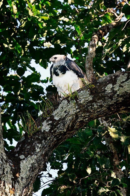 Female Harpy eagle, Harpia harpyja, sitting in a Brazilian Nut Tree, Alta Floresta, Amazon, Brazil, South America