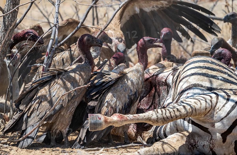 Many white-backed vulture (Gyps africanus) with bloody heads feeding on the carcass of a dead plains zebra (Equus quagga), Etosha National Park, Namibia, Africa