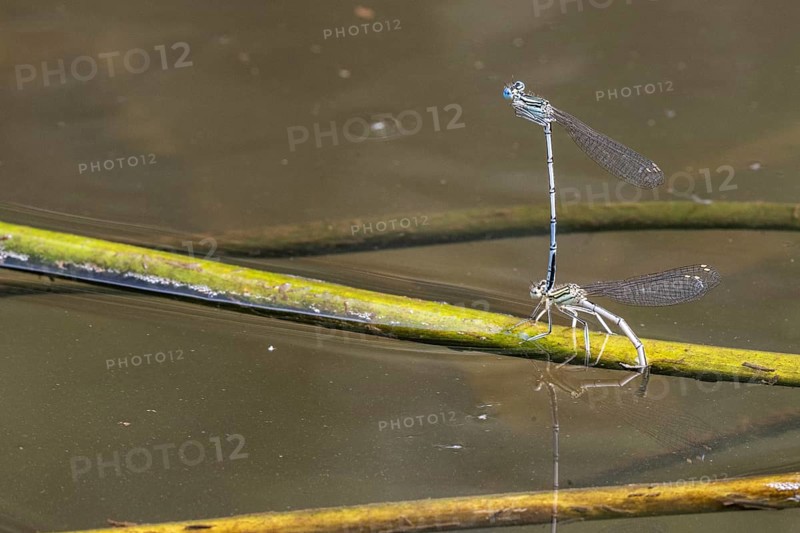 Azure damselflies (Coenagrion puella) laying eggs, Emsland, Lower Saxony, Germany, Europe