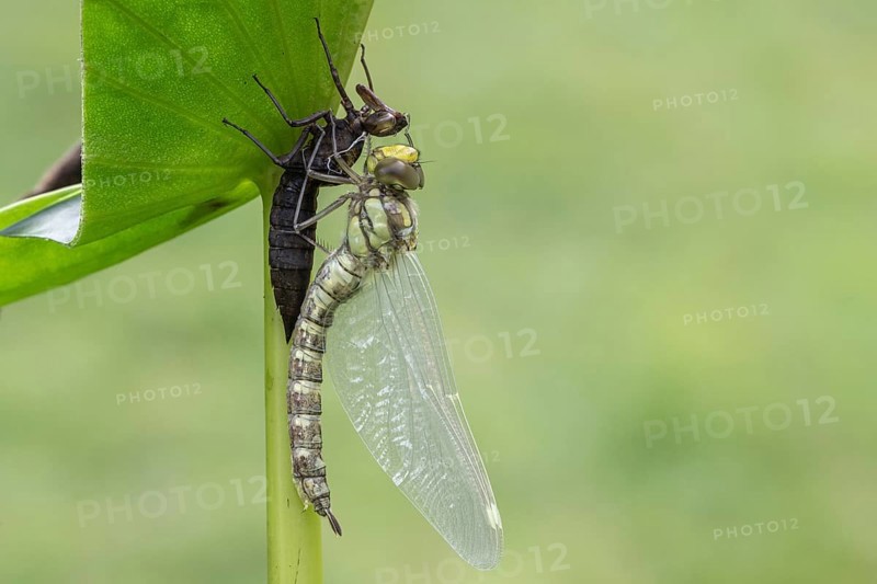 Southern Hawker (Aeshna cyanea) with exuviae, Emsland, Lower Saxony, Germany, Europe