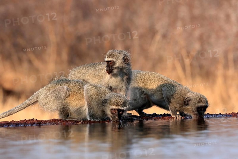 Vervet Monkey (Chlorocebus pygerythrus), adult, three animals, group, drinking, at the water, Kruger National Park, Kruger National Park, Kruger National Park South Africa