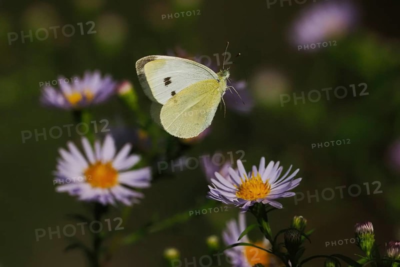 A flying Small white (Pieris rapae) surrounded by several purple flowers with a blurred green background, Hesse, Germany, Europe