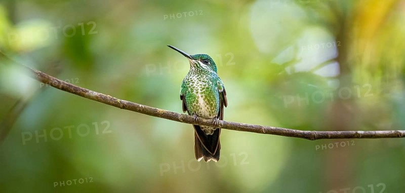 Green-fronted Brilliant Hummingbird (Heliodoxa jacula) sitting on a branch, Monteverde Cloud Forest, Monte Verde, Costa Rica, Central America