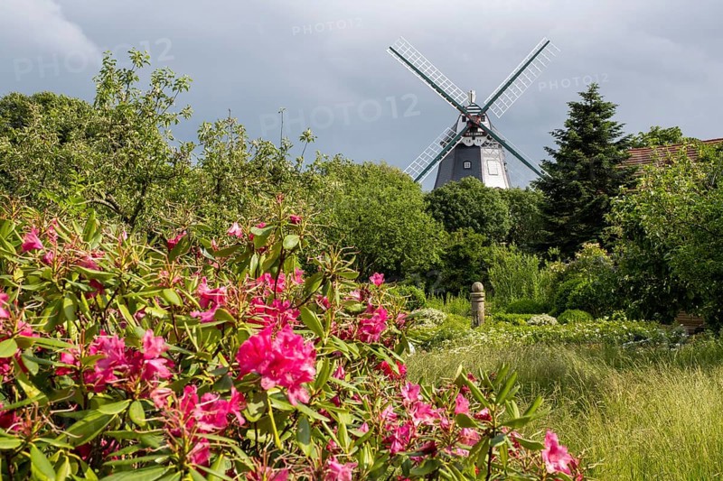 Historic windmill, rhododendron in the foreground, park at the mill, Wyk, Föhr, North Sea island, North Frisia, Schleswig-Holstein, Germany, Europe