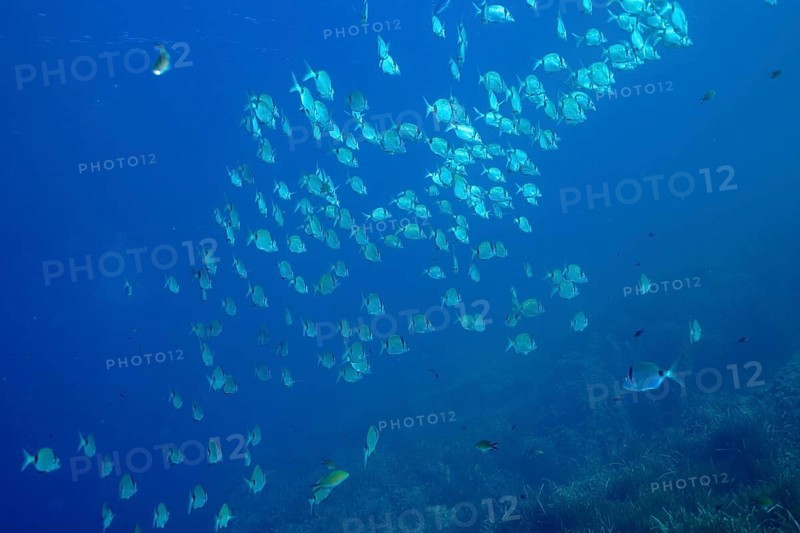 School of fish, group, school of common two-banded seabream (Diplodus vulgaris) in the Mediterranean Sea near Hyères. Dive site Giens peninsula, Côte d'Azur, France, Europe