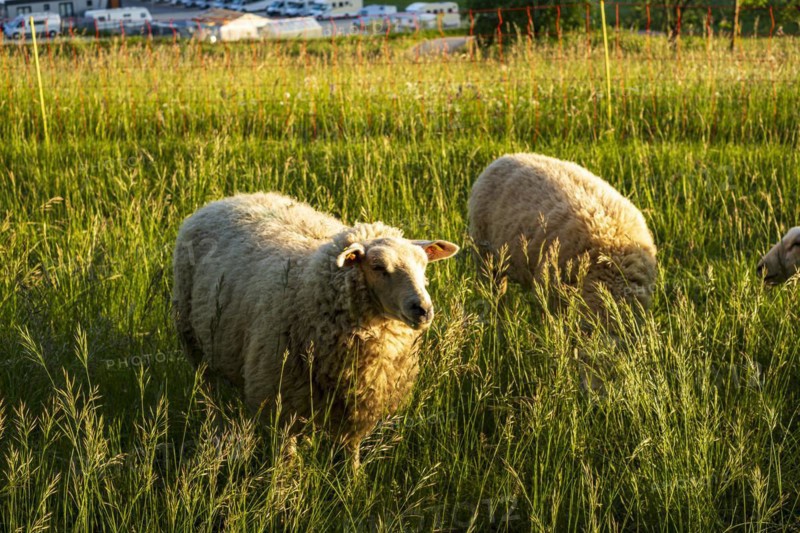 Sheep grazing in a meadow in the evening light, Swabian Alb, Münsingen, Baden-Württemberg, Germany, Europe