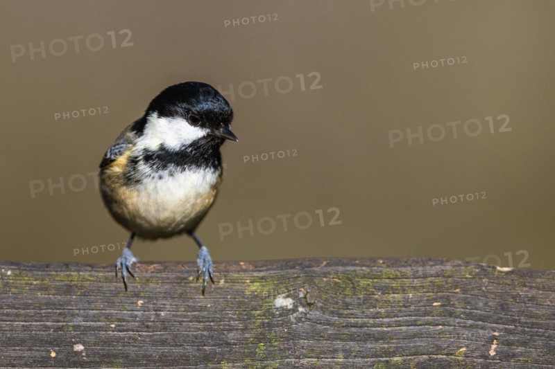 Coal Tit, Periparus ater, bird in forest at winter sun