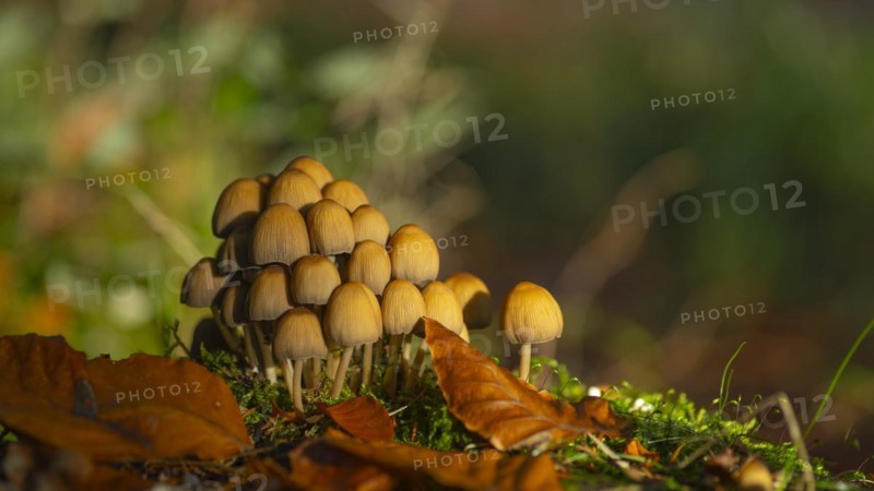 Common mica tintling (Coprinellus micaceus), close-up, nature photograph, Schneeren, Neustadt am Rübenberge