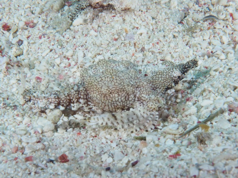 Well-camouflaged little dragonfish (Eurypegasus draconis), dive site House Reef, Mangrove Bay, El Quesir, Red Sea, Egypt, Africa