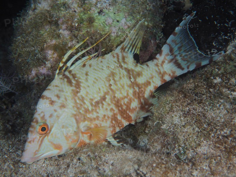 Hogfish (Lachnolaimus maximus), changes colour, dive site John Pennekamp Coral Reef State Park, Key Largo, Florida Keys, Florida, USA, North America