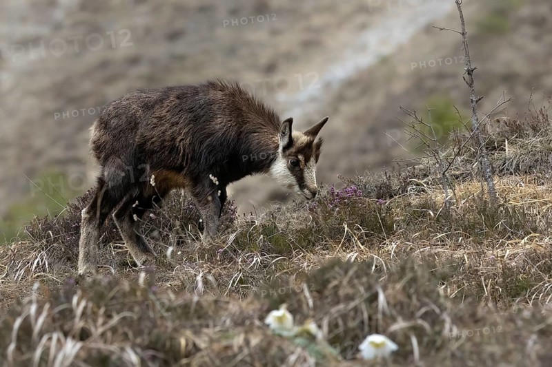 Chamois (Rupicapra rupicapra) fawn, young animal foraging, Austria, Upper Austria, dead mountains, Europe