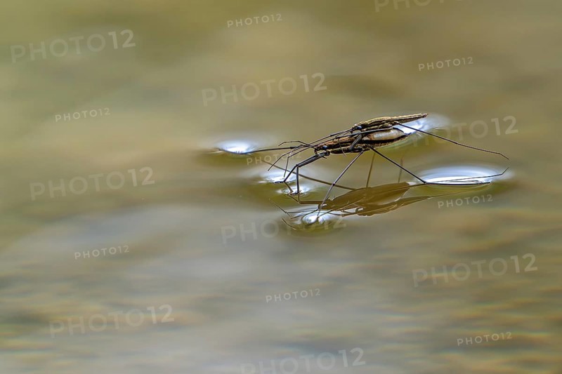 River skater (Aquarius najas, Gerris najas) couple, male paired with female, mating on water surface of stream in spring