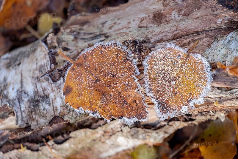 Autumn leaves with hoarfrost on deadwood, Zwillbrocker Venn, Münsterland, North Rhine-Westphalia, Germany, Europe