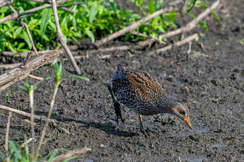 Spotted crake (Porzana porzana, Ortygometra porzana) juvenile foraging in marshland in summer