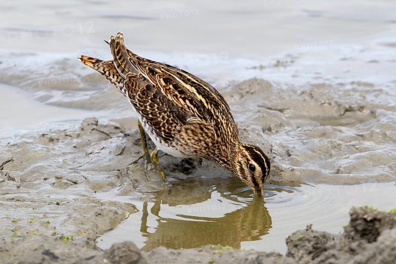 Common snipe (Gallinago gallinago) foraging in shallow water by probing soft mud at mudflat along the North Sea coast in summer
