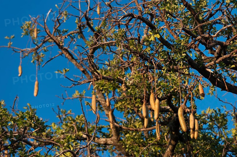 Kigelia (Kigelia africana), tree, fruit, tree fruit, flora, plant, evergreen, African, Moremi National Park in Botswana