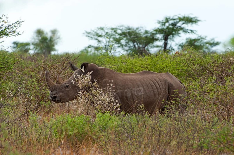 White rhinoceros (Ceratotherium simum), rhinoceros, rhino, free-living, wilderness, safari, travel, adventure trip, Namibia, Africa