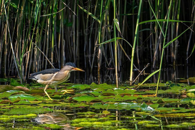 Common little bittern (Ixobrychus minutus, Ardea minuta) adult male walking over water lily pads along reed bed, reedbed in marshland in spring, AI generated
