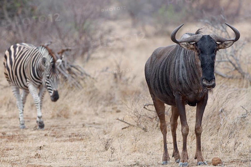 Blue wildebeest (Connochaetes taurinus) with walking Burchell's zebra (Equus quagga burchellii), portrait of adult gnu standing in short dry grass, Kruger National Park, South Africa, Africa