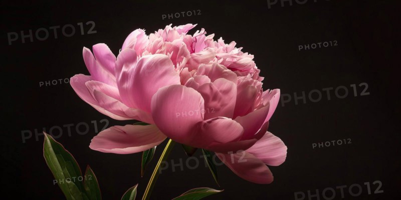 Pink peony flower in front of black background. KI generiert, generiert, AI generated
